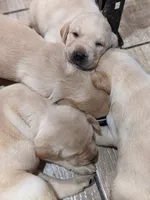 Theo AKCRegistered English Lab, a male Labrador Retriever for sale in Canton, TX – 9 of 10