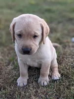 Theo AKCRegistered English Lab, a male Labrador Retriever for sale in Canton, TX – 5 of 10