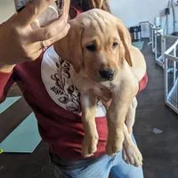 Theo AKCRegistered English Lab, a male Labrador Retriever for sale in Canton, TX – 3 of 10