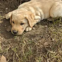 Theo AKCRegistered English Lab, a male Labrador Retriever for sale in Canton, TX – 4 of 10