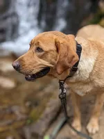 AKC English Labrador Puppy Female - Clover, a female Labrador Retriever for sale in Canton, TX – 3 of 10