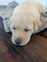 AKC English Labrador Puppy Female - Honey, a female Labrador Retriever for sale in Canton, TX – 3 of 10