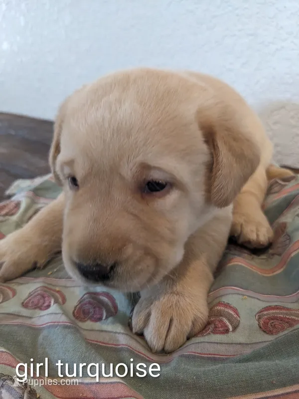 AKC English Labrador Puppy Female - Coco – Labrador Retriever puppy for sale in Canton, TX