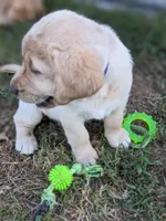 Indy- AKC English Labrador Puppy Female, a female Labrador Retriever for sale in Canton, TX – 6 of 8