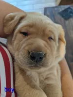 AKC English Labrador Puppy Male - Rusty, a male Labrador Retriever for sale in Canton, TX – 2 of 10