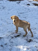  AKC English Labrador Puppy Female - Poppy, a female Labrador Retriever for sale in Canton, TX – 2 of 10