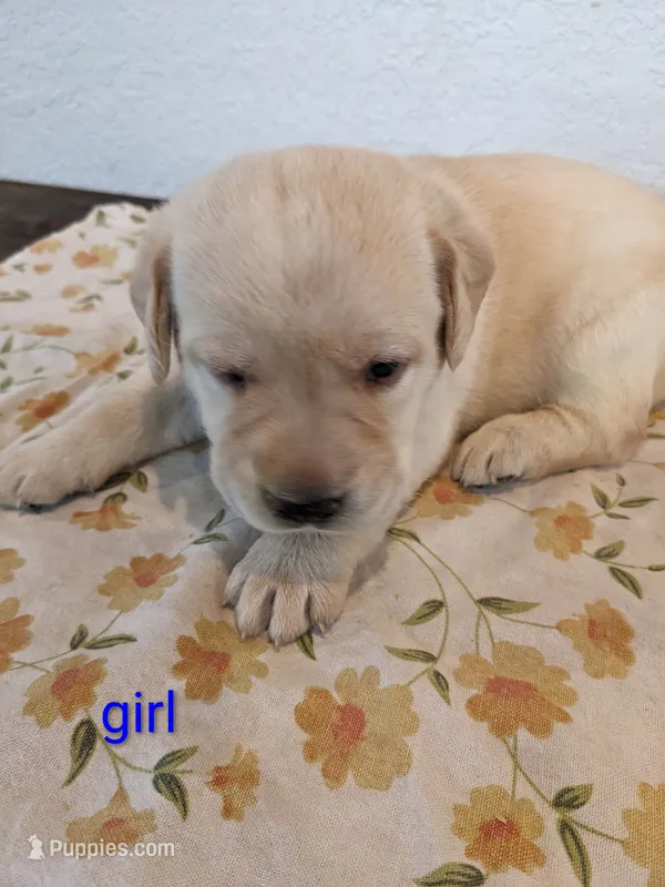 AKC English Labrador Puppy Female - Muffin – Labrador Retriever puppy for sale in Canton, TX