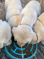  AKC English Labrador Puppy Female - Willow, a female Labrador Retriever for sale in Canton, TX – 5 of 10