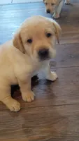 AKC English Labrador Puppy Female - Honey, a female Labrador Retriever for sale in Canton, TX – 2 of 10
