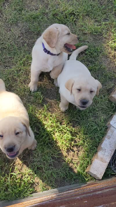 Indy- AKC English Labrador Puppy Female, a female Labrador Retriever for sale in Canton, TX – 8 of 8