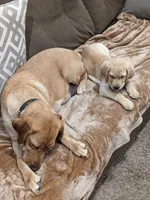  AKC English Labrador Puppy Female - Willow, a female Labrador Retriever for sale in Canton, TX – 8 of 10