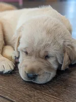 AKC English Labrador Puppy Female - Indy, a female Labrador Retriever for sale in Canton, TX – 8 of 10
