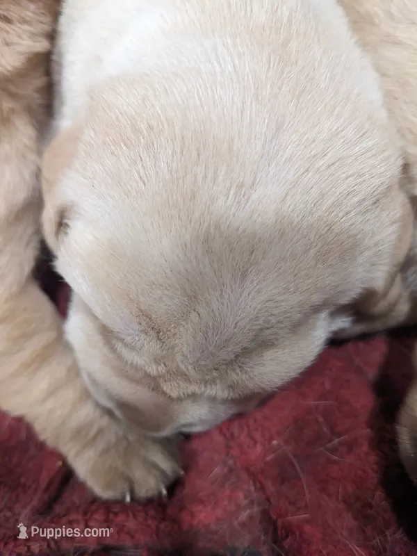  AKC English Labrador Puppy Male - Finn – Labrador Retriever puppy for sale in Canton, TX