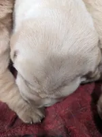  AKC English Labrador Puppy Male - Finn, a female Labrador Retriever for sale in Canton, TX – 1 of 10