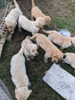 Indy- AKC English Labrador Puppy Female, a female Labrador Retriever for sale in Canton, TX – 7 of 8
