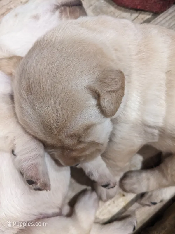  AKC English Labrador Puppy Female - Willow – Labrador Retriever puppy for sale in Canton, TX