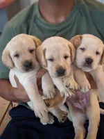 AKC English Labrador Puppy Female - Clover, a female Labrador Retriever for sale in Canton, TX – 2 of 10