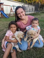 AKC English Labrador Puppy Female - Millie, a female Labrador Retriever for sale in Canton, TX – 10 of 10