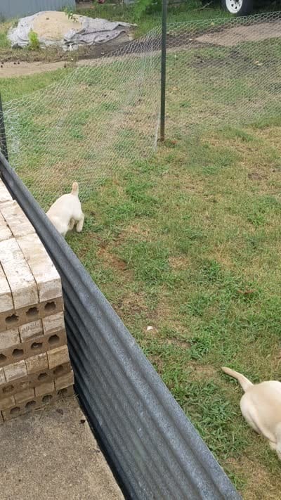 AKC English Labrador Puppy Female - Coco, a female Labrador Retriever for sale in Canton, TX – 2 of 10