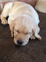 AKC English Labrador Puppy Female - Clover, a female Labrador Retriever for sale in Canton, TX – 6 of 10