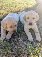  AKC English Labrador Puppy Male - Finn, a female Labrador Retriever for sale in Canton, TX – 7 of 10