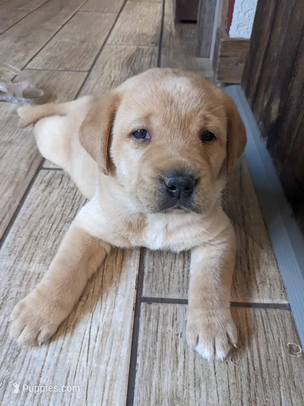 AKC English Labrador Puppy Female - Chili – Labrador Retriever puppy for sale in Canton, TX