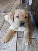 AKC English Labrador Puppy Female - Chili, a female Labrador Retriever for sale in Canton, TX – 6 of 10