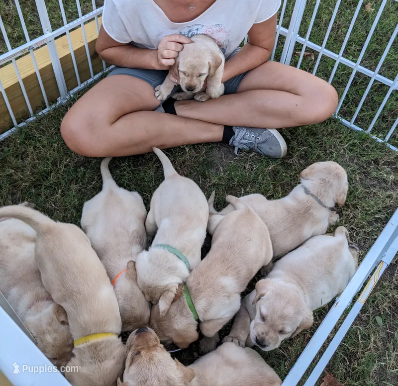 AKC English Labrador Puppy Male - Teddy – Labrador Retriever puppy for sale in Canton, TX