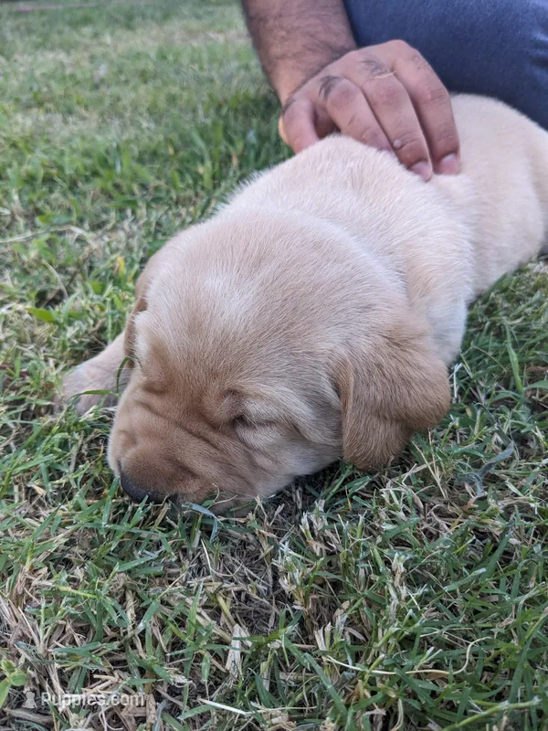 AKC English Labrador Puppy Male - Winston – Labrador Retriever puppy for sale in Canton, TX