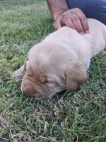 AKC English Labrador Puppy Male - Winston, a male Labrador Retriever for sale in Canton, TX – 1 of 10