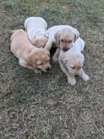 AKC English Labrador Puppy Female - Chili, a female Labrador Retriever for sale in Canton, TX – 9 of 10