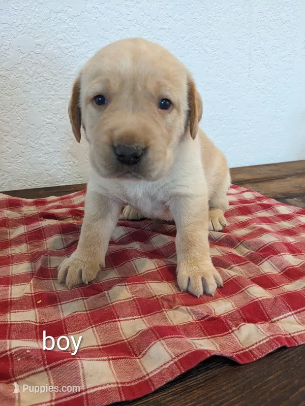 AKC English Labrador Puppy Male - Snickers – Labrador Retriever puppy for sale in Canton, TX
