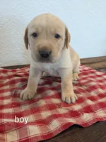 AKC English Labrador Puppy Male - Snickers, a male Labrador Retriever for sale in Canton, TX – 1 of 10