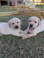 AKC English Labrador Puppy Female - Millie, a female Labrador Retriever for sale in Canton, TX – 5 of 10