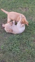 Indy- AKC English Labrador Puppy Female, a female Labrador Retriever for sale in Canton, TX – 2 of 8