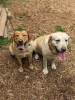 AKC English Labrador Puppy Female - Clover, a female Labrador Retriever for sale in Canton, TX – 7 of 10