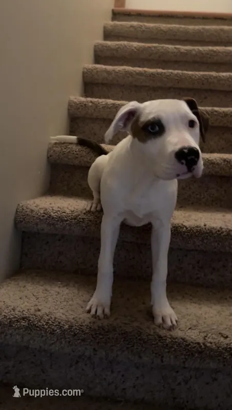 Stella  – Staffordshire Bull Terrier puppy for sale in Omaha, NE