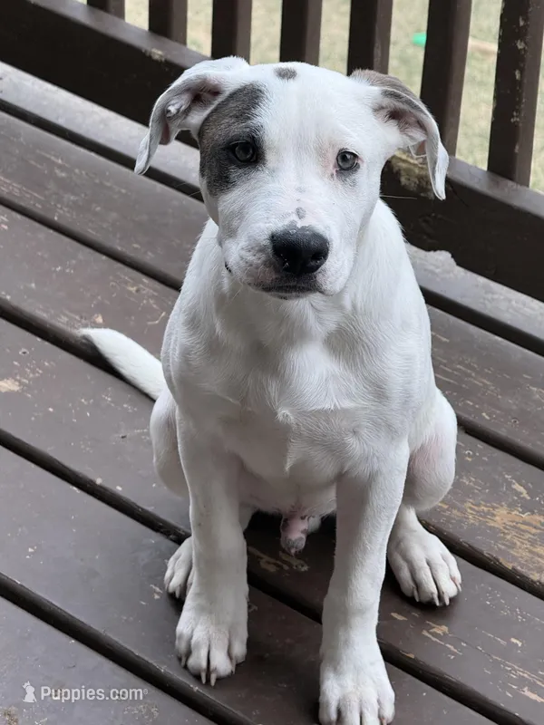 Snoop – Staffordshire Bull Terrier puppy for sale in Omaha, NE