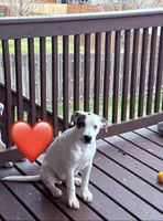 Snoop, a male Staffordshire Bull Terrier for sale in Omaha, NE – Photo 2 of 2