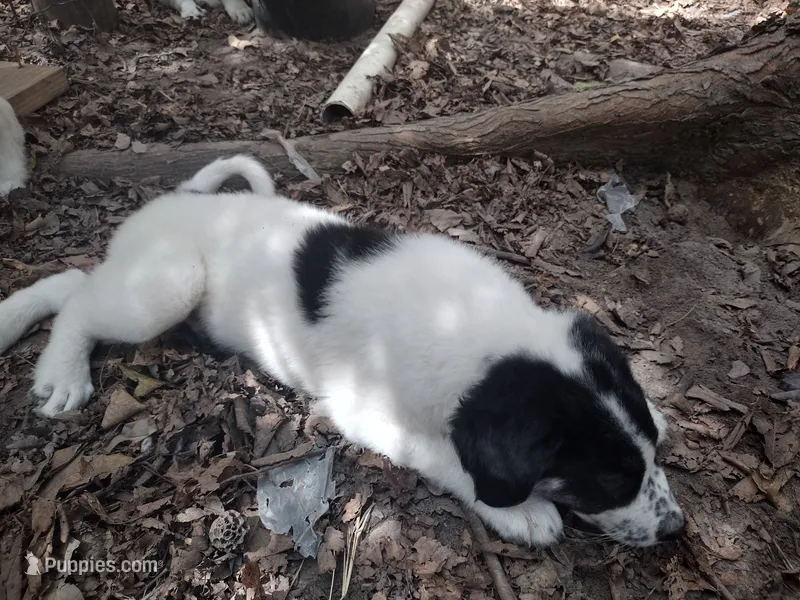 Happy – Anatolian Shepherd Dog, Great Pyrenees puppy for sale in Larue, TX