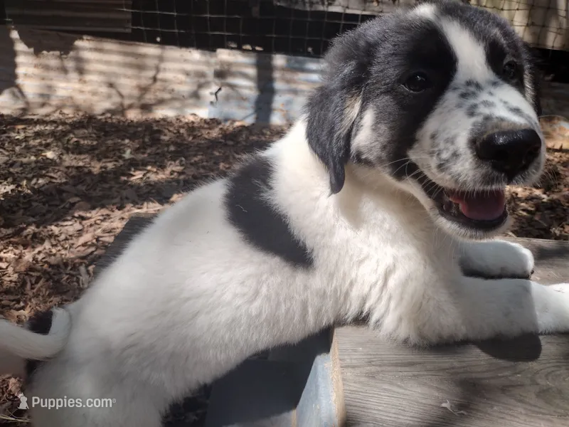Lucky – Anatolian Shepherd Dog, Great Pyrenees puppy for sale in Larue, TX