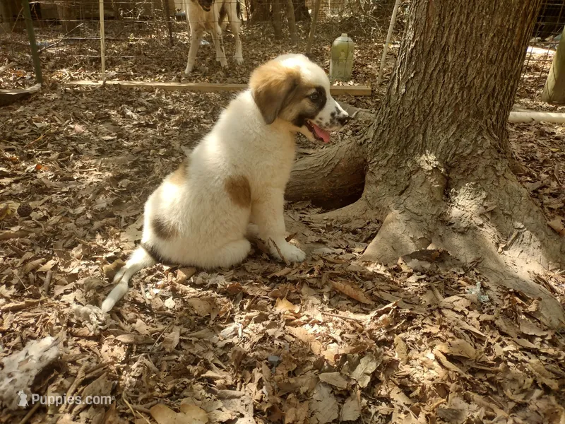 Sonny – Anatolian Shepherd Dog, Great Pyrenees puppy for sale in Larue, TX