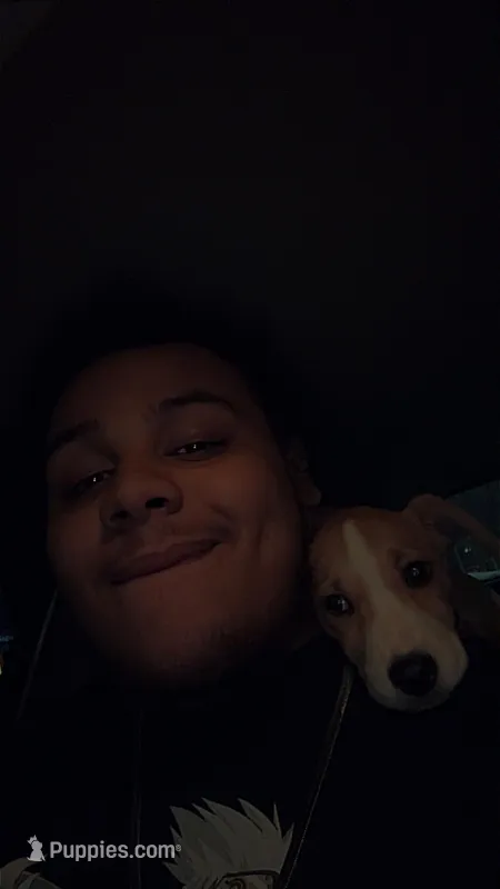 Prince  – Jack Russell Terrier puppy for sale in Portland, OR