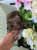 Pomeranian boy, a male Pomeranian for sale in Orlando, FL – 2 of 4