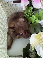 Pomeranian boy, a male Pomeranian for sale in Orlando, FL – 4 of 4