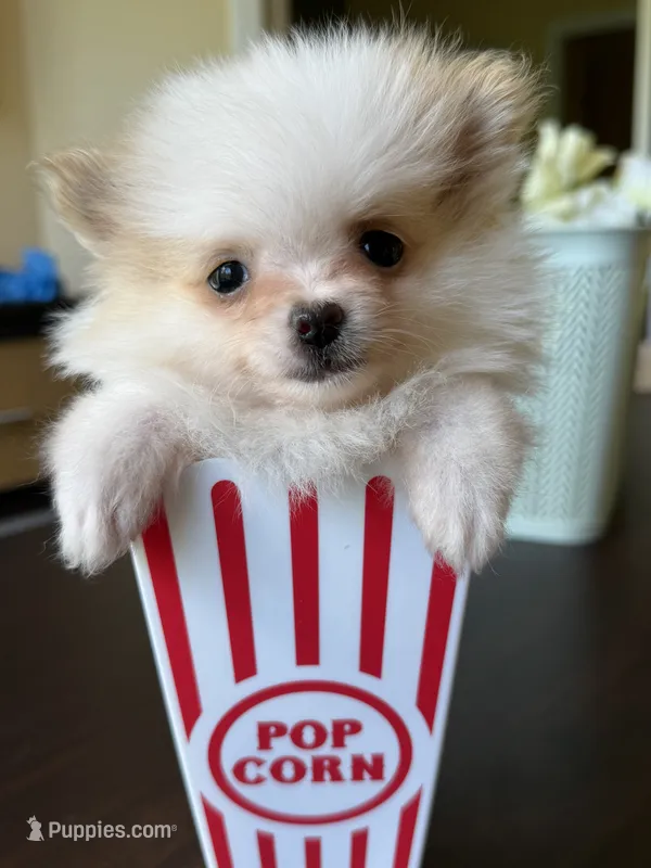 Tea cup size Pomeranian  – Pomeranian puppy for sale in Orlando, FL