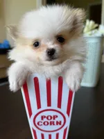 Tea cup size Pomeranian , a female Pomeranian for sale in Orlando, FL – 1 of 3