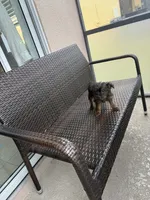Yorkie financing avail, a female Yorkshire Terrier for sale in Orlando, FL – 3 of 3