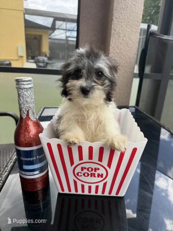 maltipoo girl financing available – Maltipoo puppy for sale in Orlando, FL