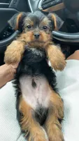Financing available, a male Yorkshire Terrier for sale in Orlando, FL – Photo 1 of 2